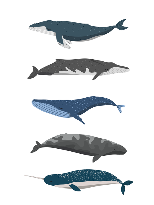 Poster Zeedieren 30x40 voor